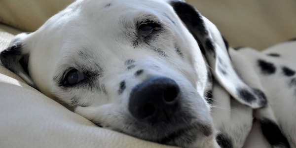 Dog And Cat Proof Sofas: How To Choose And Protect Your Couch